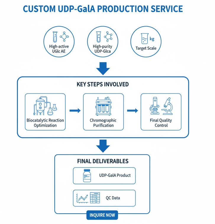 Detailed UDP-GalA production steps. (Creative Biolabs AI)