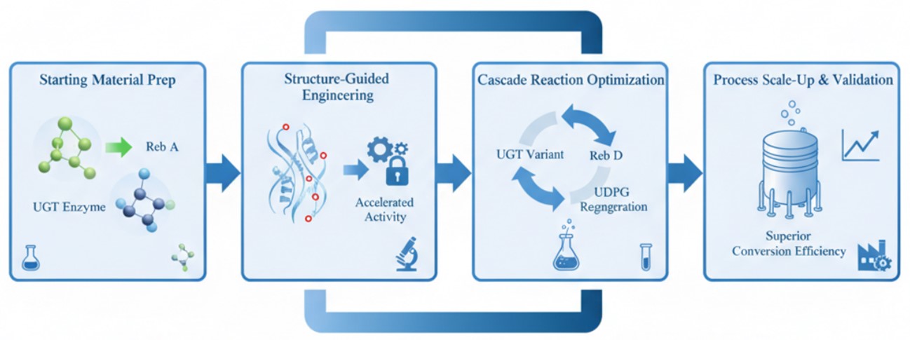 Fig.1 The process of Reb D production. (Creative Biolabs AI)