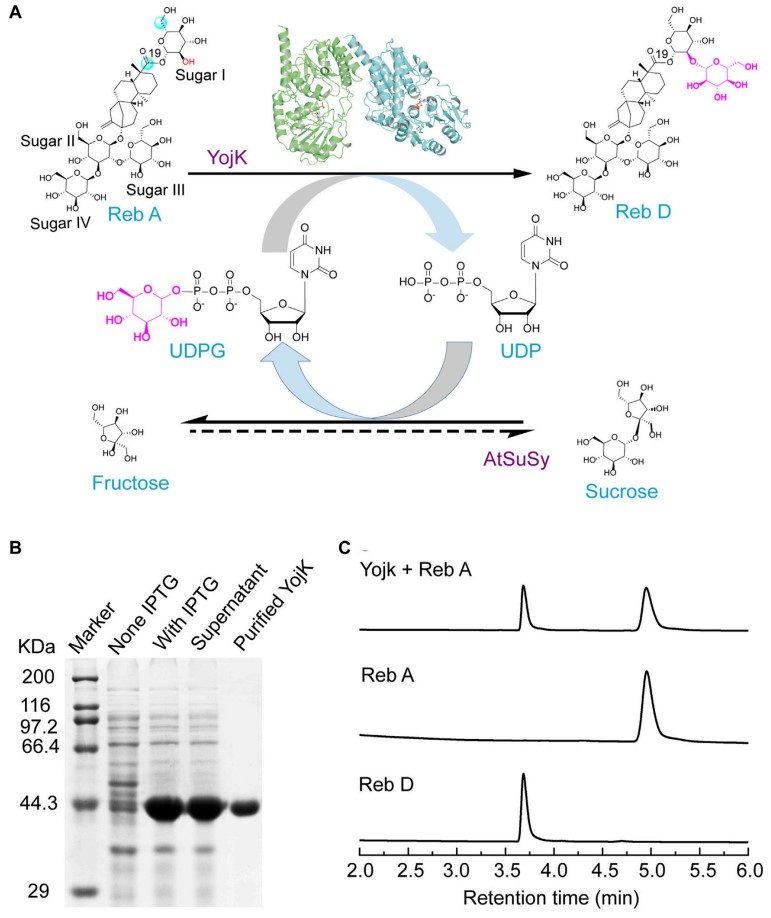 Fig.2 A scheme for the production of Reb D from Reb A catalyzed by glycosyltransferase. (OA Literature)