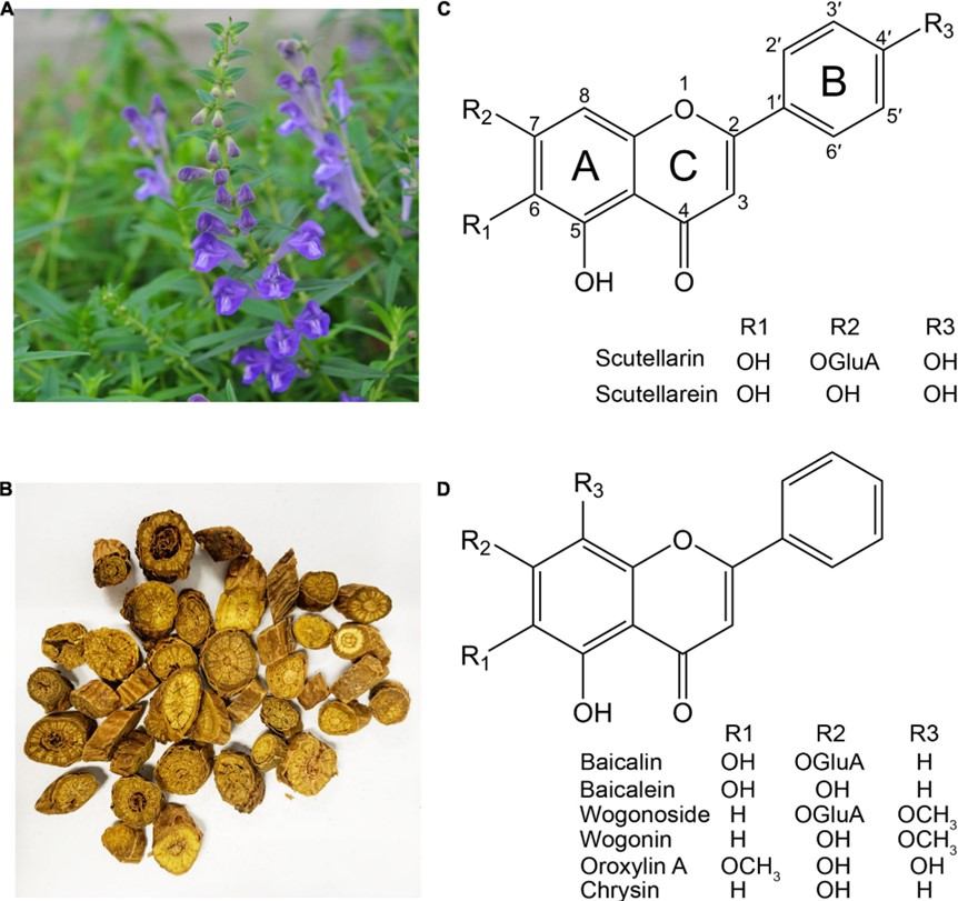 Fig.1. Medicinal plant Scutellaria baicalensis and its flavones. (OA Literature)