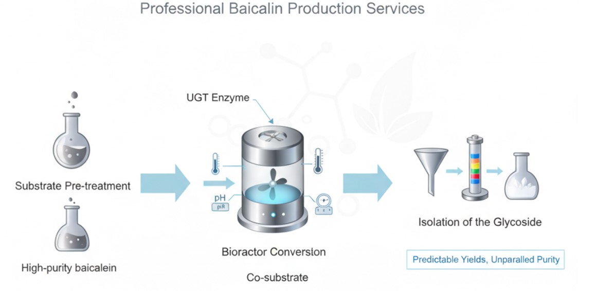 Enzymatic synthesis scheme for baicalin. (Creative Biolabs AI)
