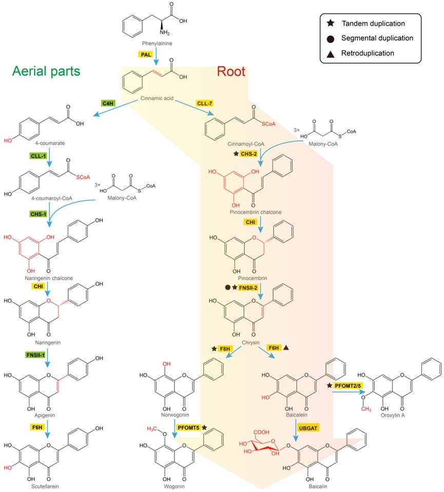 Fig.2. The biosynthetic pathway of flavonoids in Scutellaria baicalensis. (OA Literature)