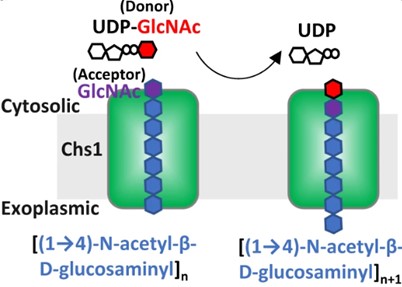 Fig.1 Schematic diagram of chitin synthesis and transport by chitin synthase 1. (OA Literature)