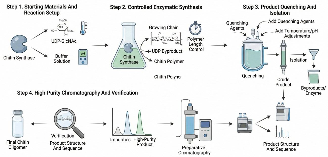 Fig.2 Workflow of high-purity poly[(1→4)-N-acetyl-β-D-glucosamine]₍ₙ₊₁₎ production. (Creative Biolabs AI)