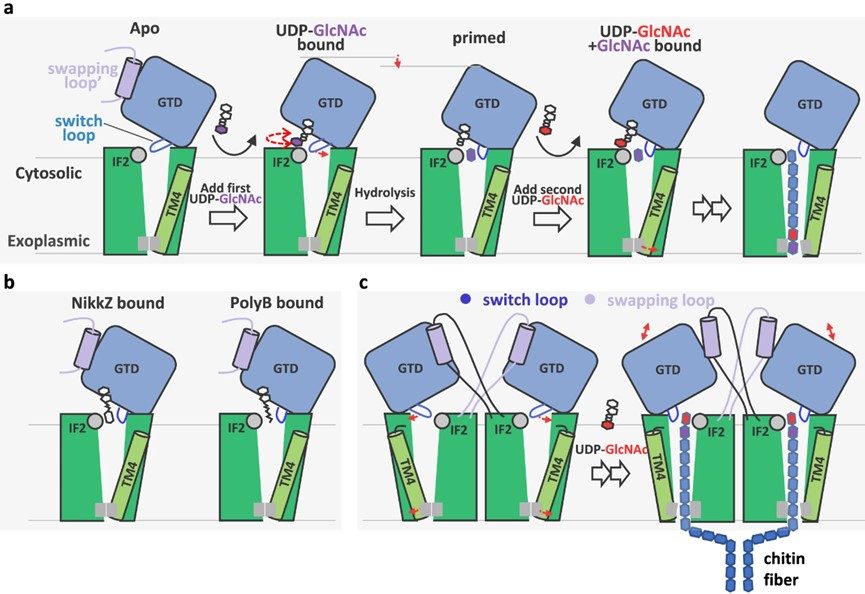 Fig.3 Schematic diagram of catalysis and inhibition of chitin synthase 1. (OA Literature)