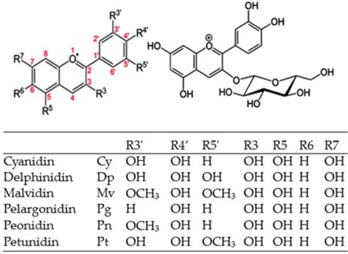 Fig.1 Structure of common anthocyanidins and Cy3G. (OA Literature)