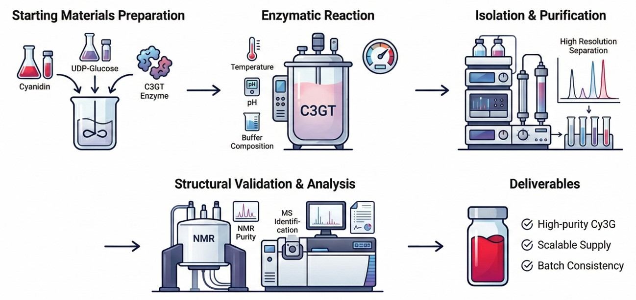 Fig.2 Detailed production steps of Cy3G. (Creative Biolabs AI)