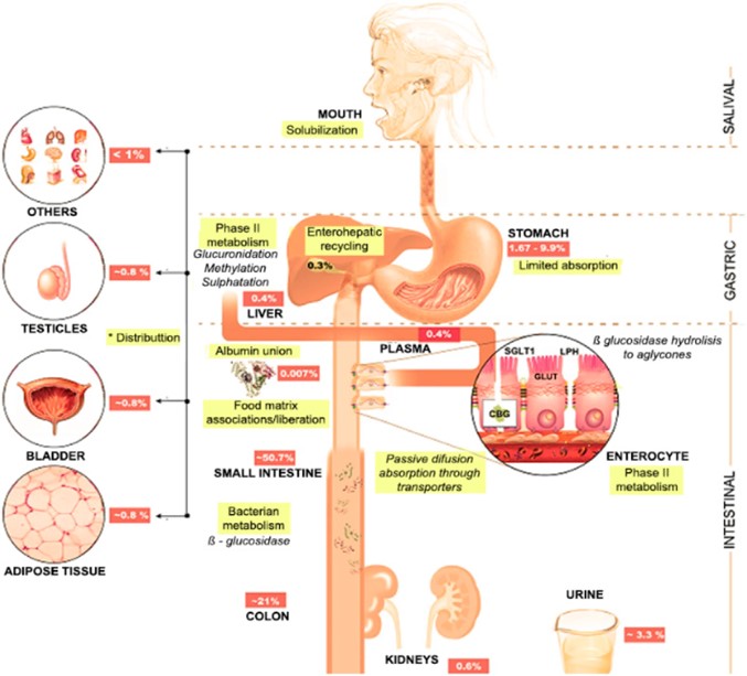 Fig.3 Different metabolic pathways of Cy3G in the body. (OA Literature)