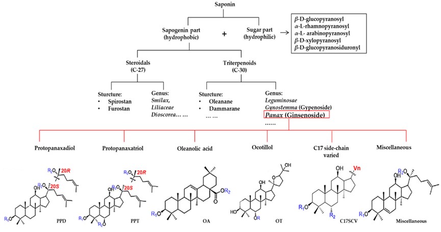 Fig.1 Diverse structures of ginsenosides. (OA Literature)