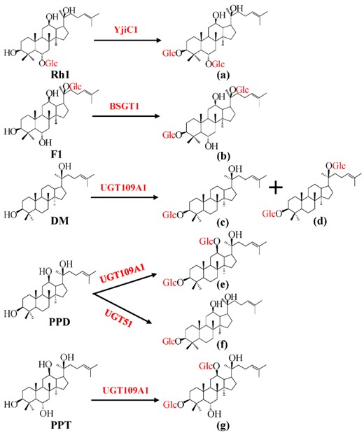 Fig.2 Glycosylation of ginsenosides by microbial-derived UGTs. (OA Literature)
