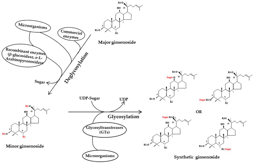 Fig.4 Ginsenoside transformation pathways in bioprocessing. (OA Literature)