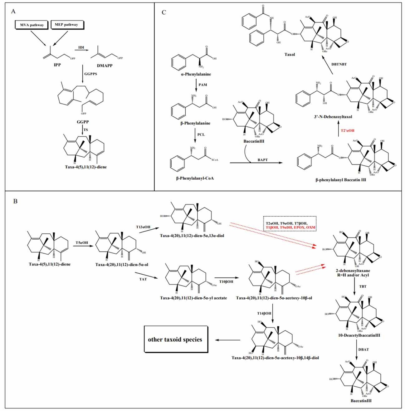 Fig.1. Taxol biosynthetic pathway. (OA Literature)