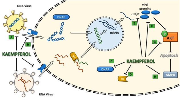 Fig.1 Antiviral mechanism of kaempferol derivatives. (OA Literature)