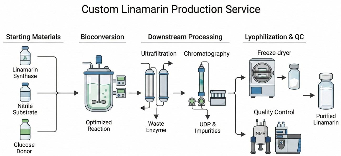 Professional linamarin production solutions. (Creative Biolabs AI)