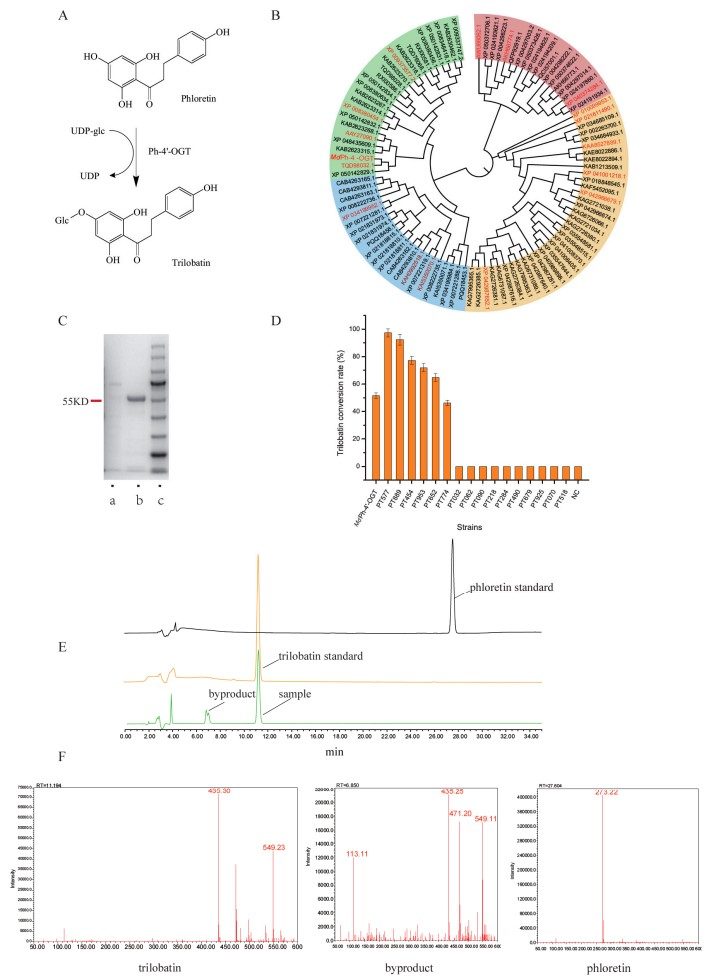 Fig.1 Screening of MDPH-4'-OGT. (OA Literature)