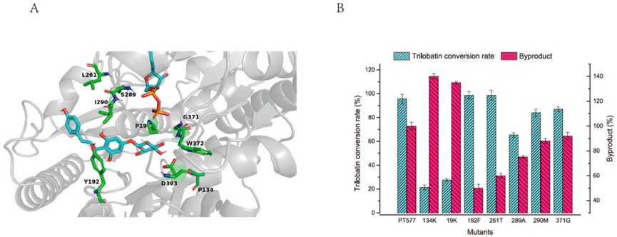 Fig.3 Optimization of PT577 specificity and activity. (OA Literature)