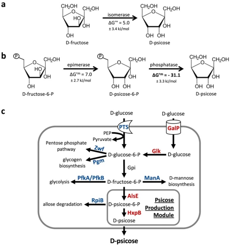 Fig.1 Synthesis scheme of D-Psicose. (OA Literature)