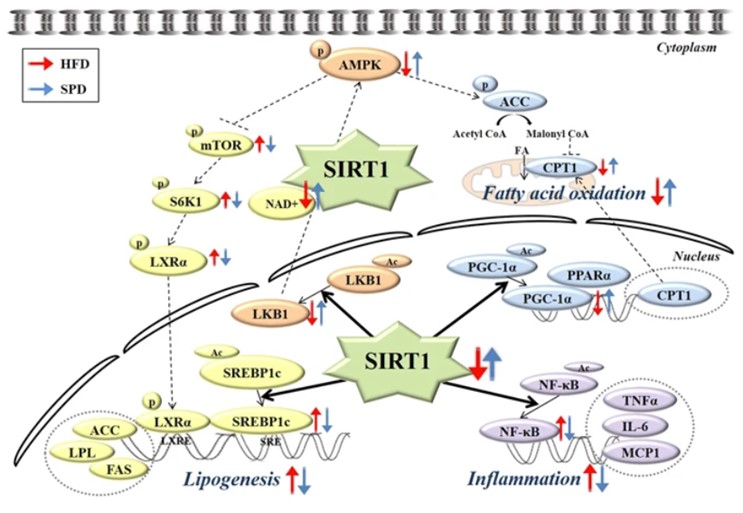 Fig.1 Study on the mechanism of scopolin on hepatic steatosis in mice. (OA Literature)