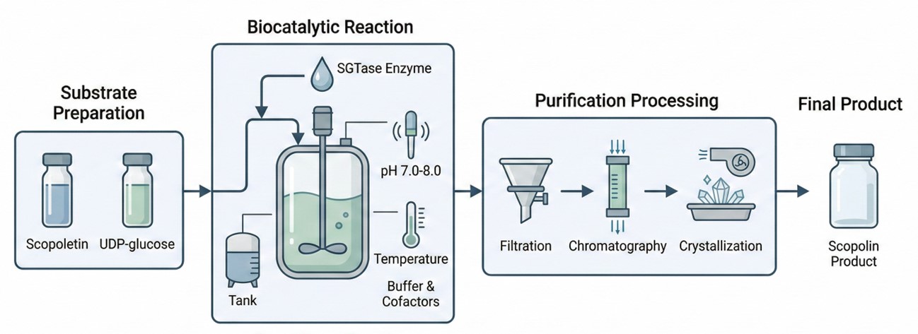 Fig.2 A mature scopolin production service process. (Creative Biolabs AI)