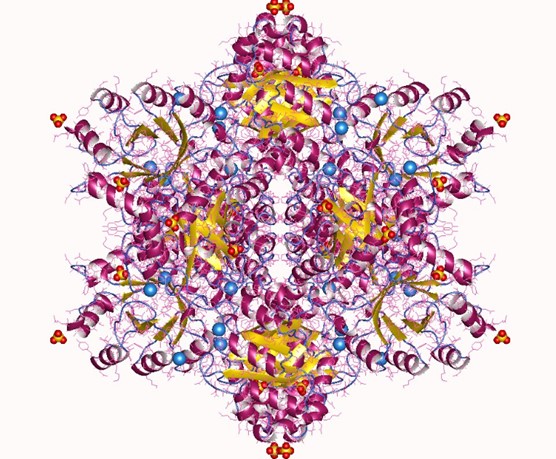Fig.1 Structure of RPE. (From Wiki)