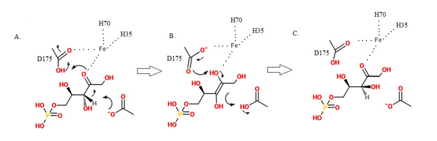 Fig.2 Mechanism of Ru5P conversion to Xu5P. (From Wiki)