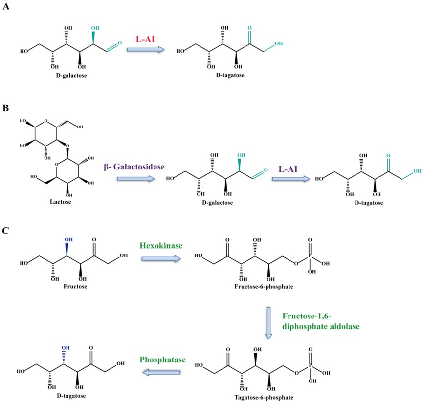 Fig.2 Diverse enzymatic synthesis methods for D-tagatose. (OA Literature)
