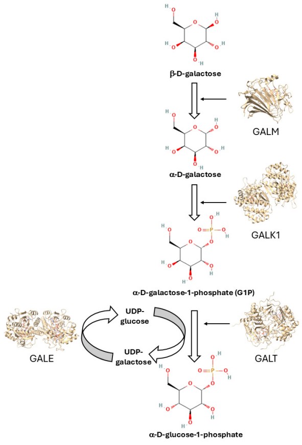 Fig. 2 The Leloir pathway for galactose metabolism. (OA Literature)