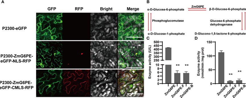 Fig.1. Subcellular localization and enzyme activity of the ZmG6PE gene. (OA Literature)