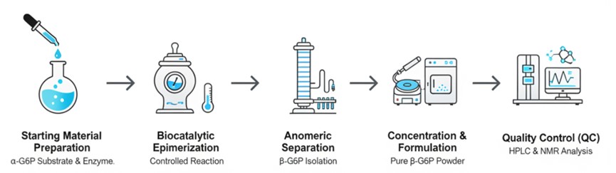 Fig.2. Detailed production steps for β-D-glucose-6-phosphoric acid. (Creative Biolabs AI)