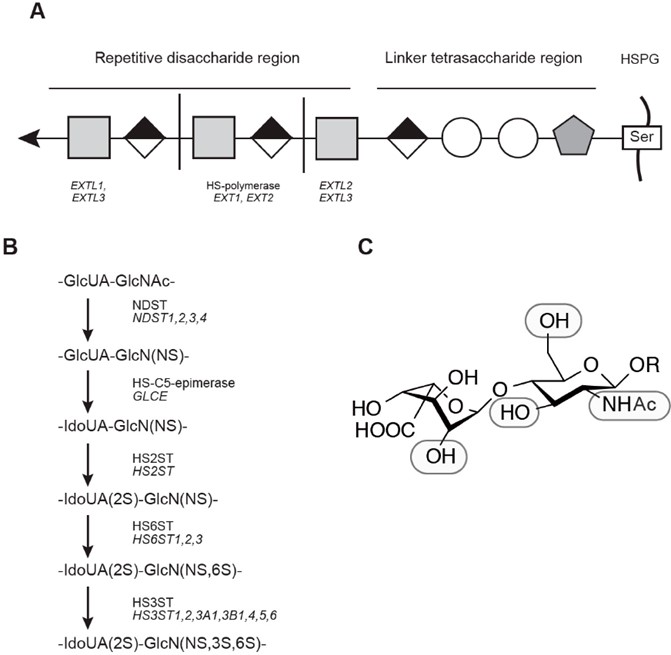 Fig.1 Biosynthesis of HS. (OA Literature)