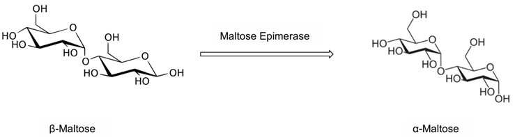 Fig. 1. Maltose epimerase-catalyzed conversion of β-maltose to α-maltose. (Creative Biolabs Original)