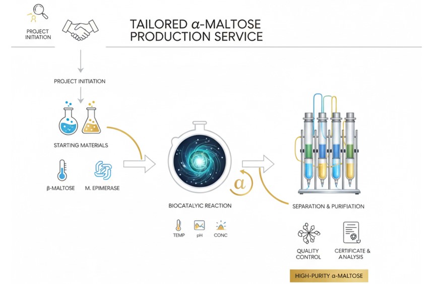 Customized α-maltose manufacturing steps (Creative Biolabs AI)