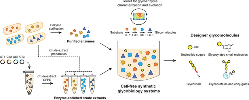 Fig.1 A cell-free synthetic glycobiology system for the synthesis of sugar molecules. (OA Literature)