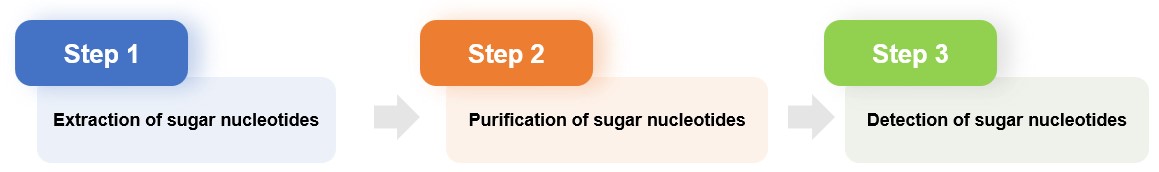 Fig.1 Professional sugar nucleotide analysis service. (Creative Biolabs Original)