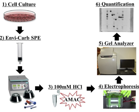 Fig.2 A simple method for purification and quantification of sugar nucleotides. (Barnes, et al., 2016)