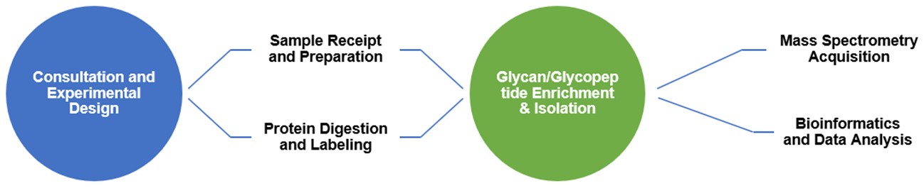 Detailed glycosylation analysis workflow. (Creative Biolabs Original)