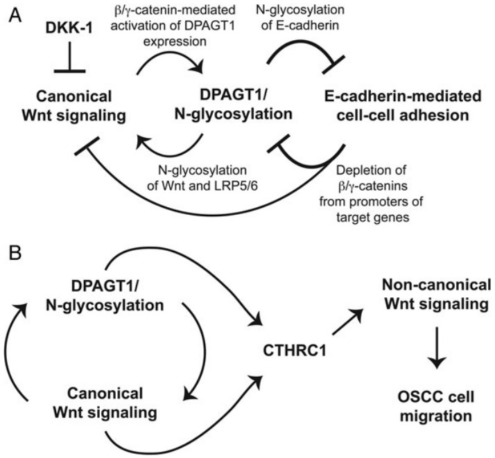 Fig. 1. DPAGT1/Wnt/E-cadherin network diagram. (OA Literature)