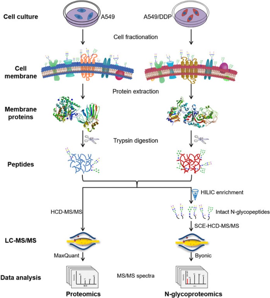 Fig. 2. Analytical protocol for N-glycoproteomics. (OA Literature)