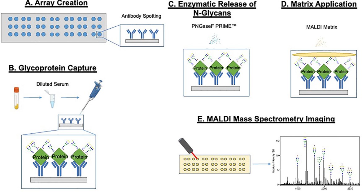 Fig. 2. Detailed process of glycosylation analysis. (OA Literature)