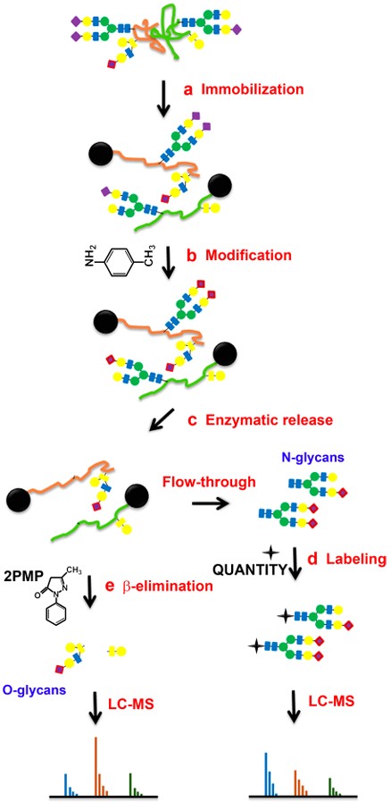 Fig. 1. Analysis protocol for N-glycans and O-glycans. (OA Literature)