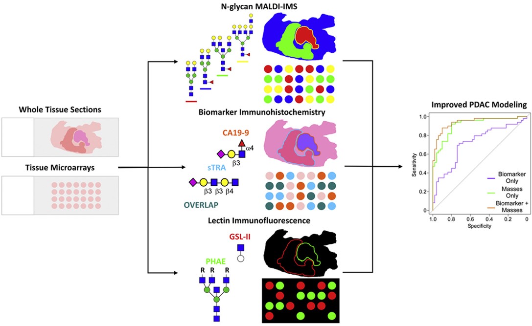 Fig. 2. Workflow for imaging mass spectrometry and lectin analysis of N-glycans in tissues. (OA Literature)