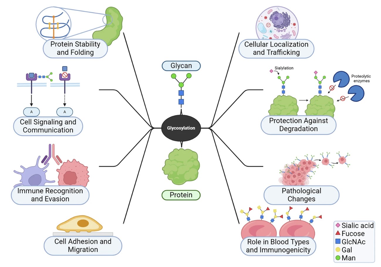 Fig. 1. Glycosylation in cellular functions and health. (OA Literature)