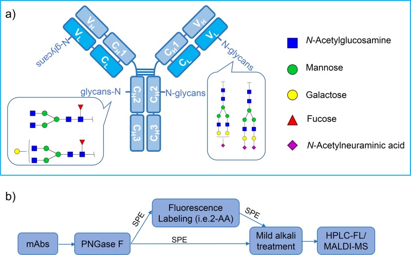 Fig.1 Schematic diagram of antibody structure and N-glycosylation analysis method.