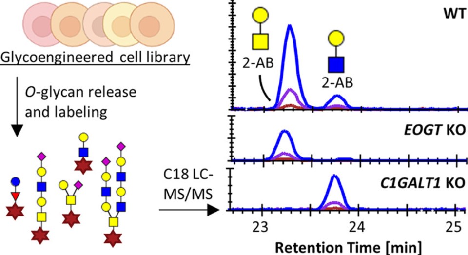 Fig.2 O-Glycan analysis.