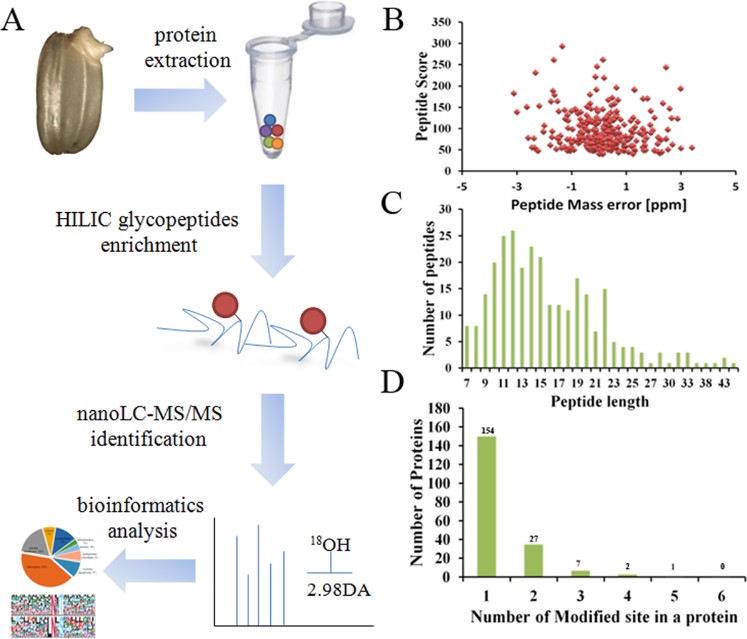 Fig.1 N-glycosylation site analysis workflow in rice.