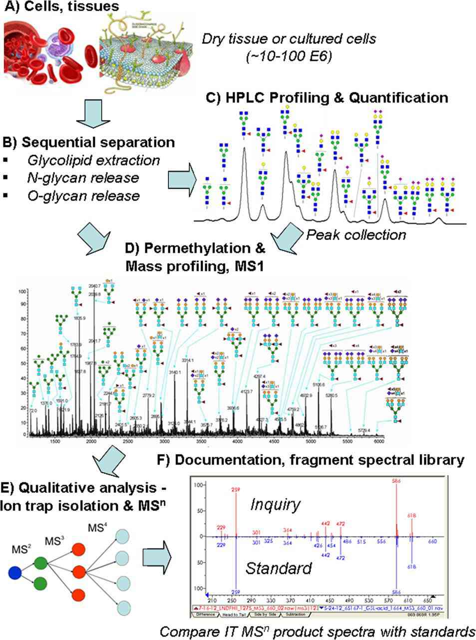 Fig.1 A quantitative and qualitative glycan sequencing platform.