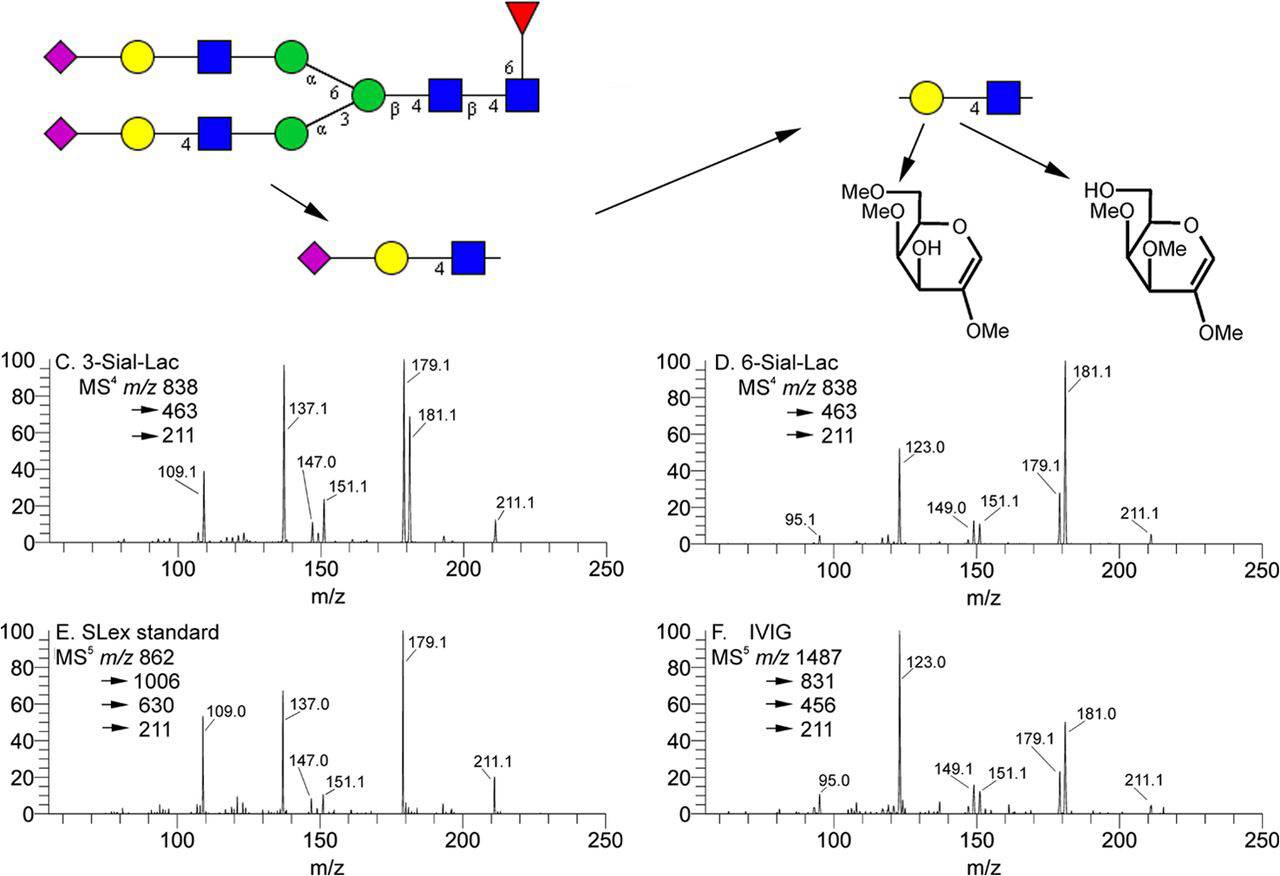 Fig.2 Terminal sialyl lactosyl analog structure details.