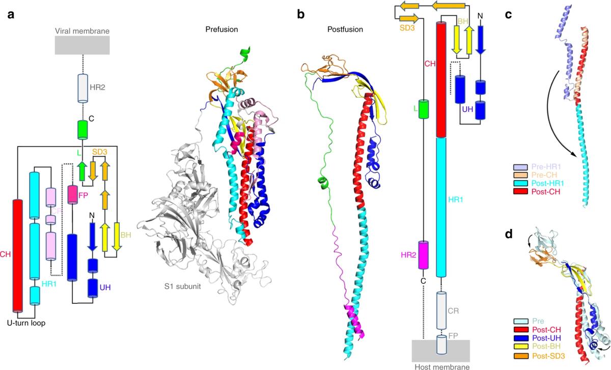 Conformational Changes of the SARS-CoV Glycoprotein from Pre-fusion to Post-fusion Revealed by Cryo-EM.