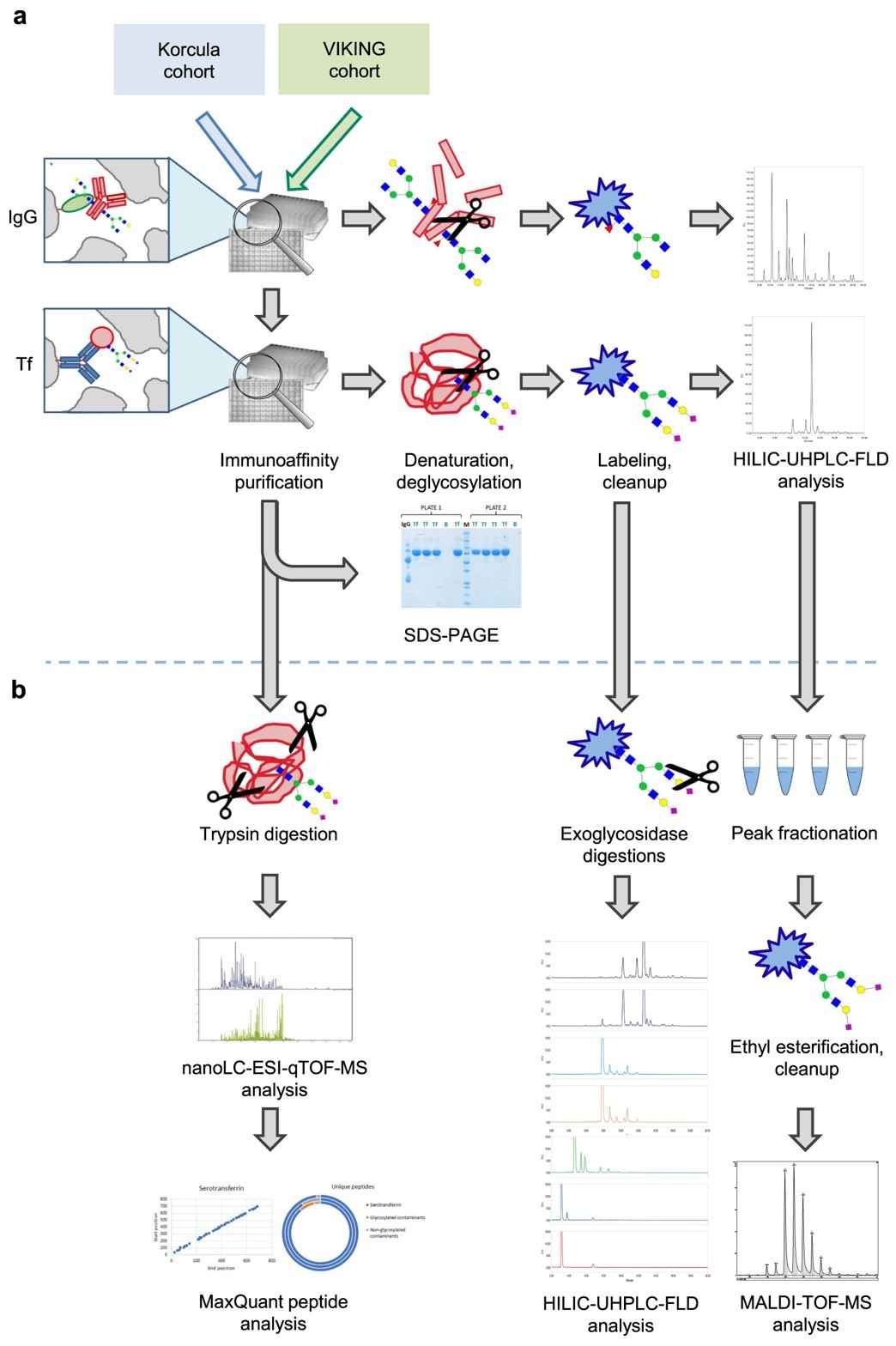 Fig.1 Processes for isolation and N-glycan characterization.