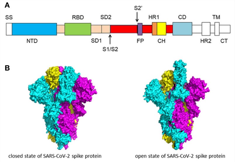 Fig.1 SARS-CoV-2 spike protein structure. (Wang, et al., 2020)